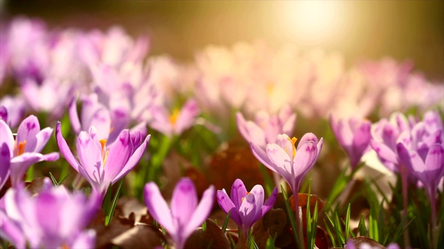 童话般的阳光照在春日番红花上的4k镜头。观赏神奇盛开的春花，野生藏红花。春花番红花的雄伟色彩视频下载