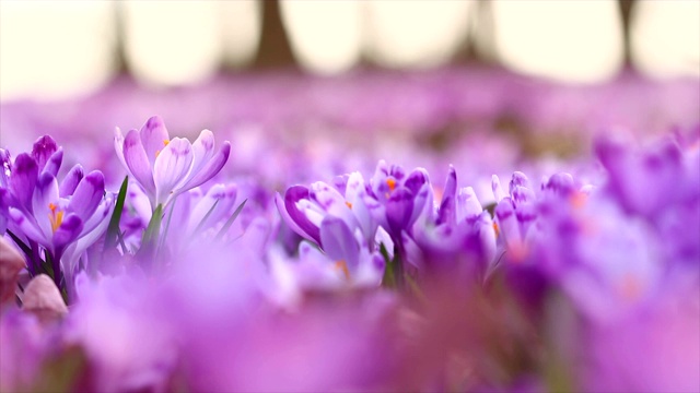 童话般的阳光照在春日番红花上的4k镜头。观赏神奇盛开的春花，野生藏红花。春花番红花的雄伟色彩视频下载