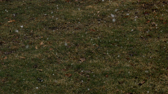 雪花落在草地上视频素材