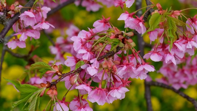 樱花盛开季节:川崎种与油菜花的背景视频素材