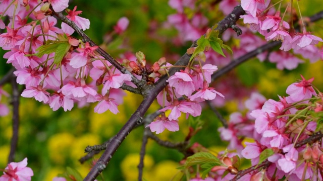 樱花盛开季节:川崎种与油菜花的背景视频素材