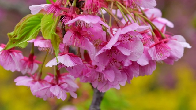 樱花盛开季节:川崎种与油菜花的背景视频素材