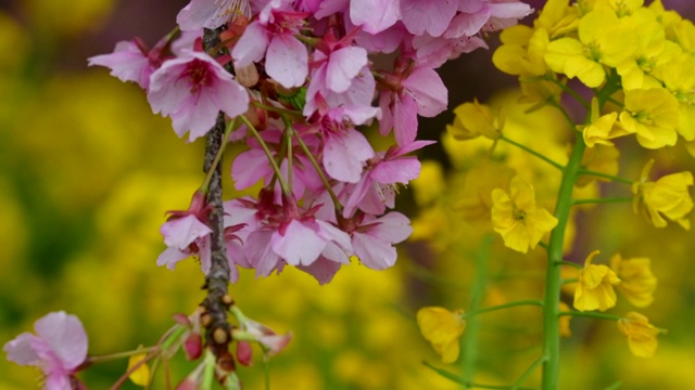 樱花盛开季节:川崎种与油菜花的背景视频素材