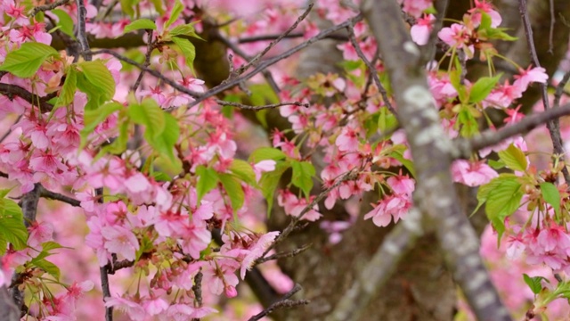 樱花盛开季节:川崎种与油菜花的背景视频素材