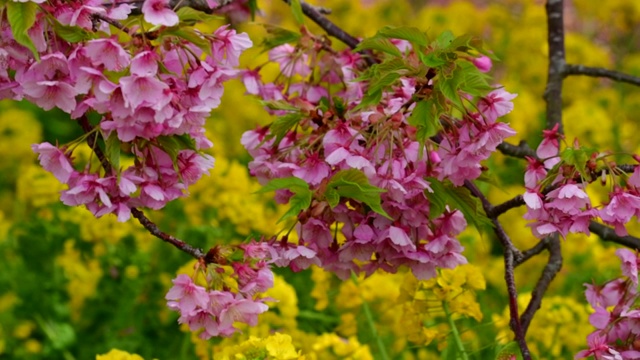 樱花盛开季节:川崎种与油菜花的背景视频素材