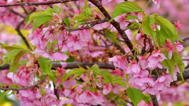 樱花盛开季节:川崎种与油菜花的背景视频素材