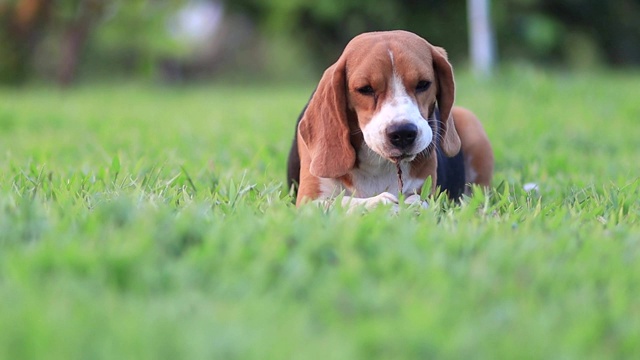 一只可爱的小猎犬躺在草地上啃东西。视频素材