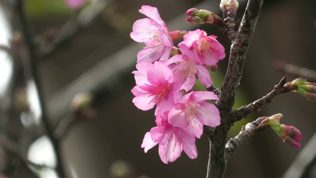 樱花在冲绳的一个公园里盛开视频素材