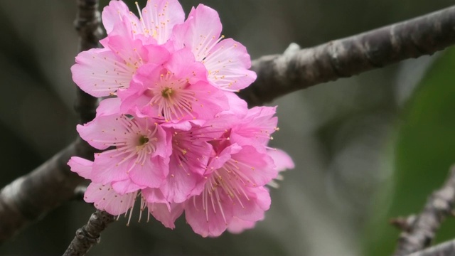 樱花在冲绳的一个公园里盛开视频素材