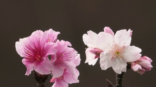 樱花在冲绳的一个公园里盛开视频素材