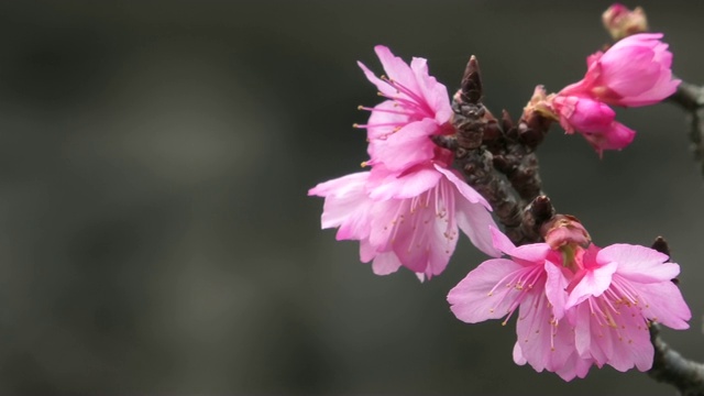 樱花在冲绳的一个公园里盛开视频素材