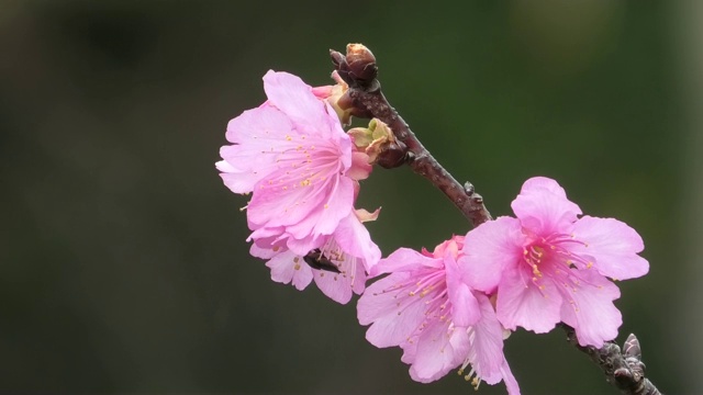 樱花在冲绳的一个公园里盛开视频素材