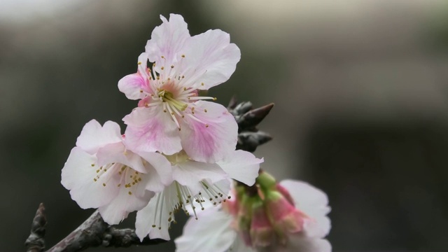 樱花在冲绳的一个公园里盛开视频素材