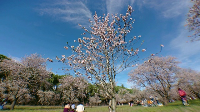 杏树和樱花盛开的公园quinta los molinos马德里视频素材