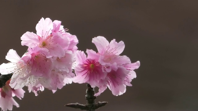 樱花在冲绳的一个公园里盛开视频素材