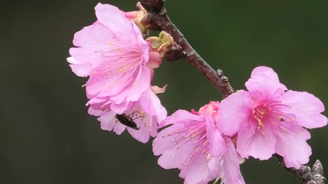 樱花在冲绳的一个公园里盛开视频素材