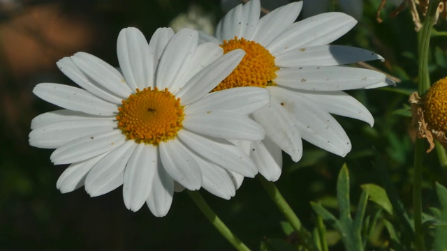 特写镜头在雏菊视频素材