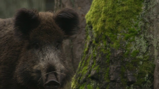 野猪视频素材