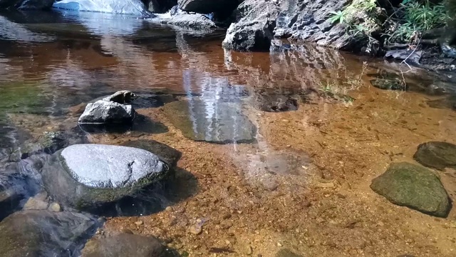 溪水中的鱼视频素材