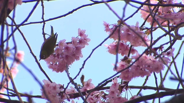 韩国釜山，花团锦簇，鸟语花香视频素材