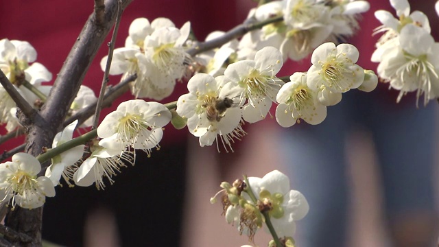 韩国全罗南道光阳梅花村，用蜜蜂观赏杏花视频素材