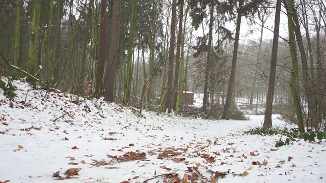 孩子们在冬天拉雪橇视频素材