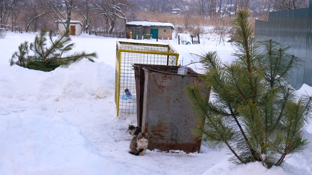 新年后被丢弃的圣诞树，冬天，暴风雪，无家可归的猫。视频素材