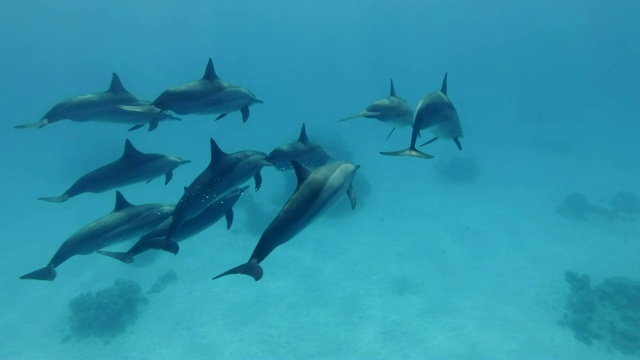 一群小海豚在蓝色的水里游泳。飞旋海豚(Stenella longirostris)，水下射击，跟随射击，护航。视频素材