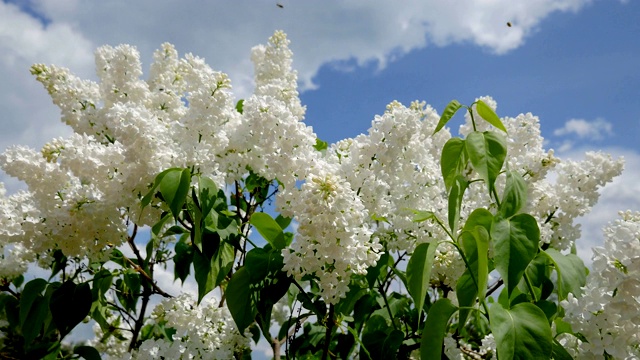 郁郁葱葱的美丽灌木盛开的白色丁香花在春天视频素材