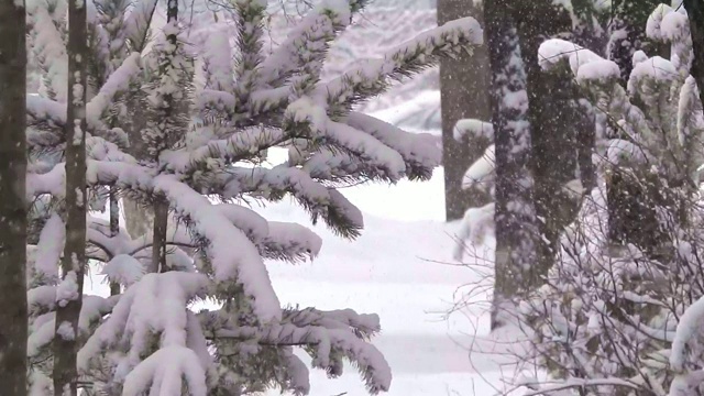 小树在城市公园的雪地里，近似值视频素材