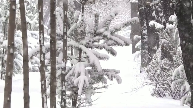 一座城市公园里的小树在下雪，移走了视频素材