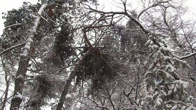 雪曲松，雪景特写视频素材