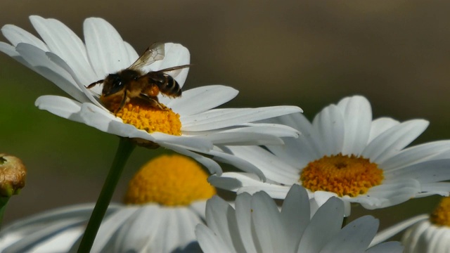 蜜蜂从雏菊上采蜜视频素材