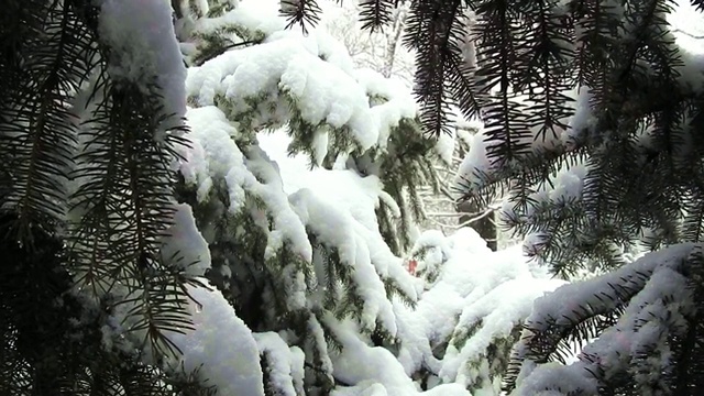 雪绿冷杉，雪花近，圣诞景视频素材