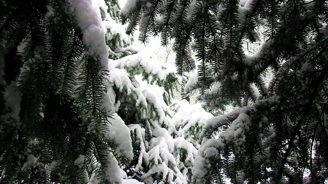 雪冷杉，雪花近，新年气氛视频素材