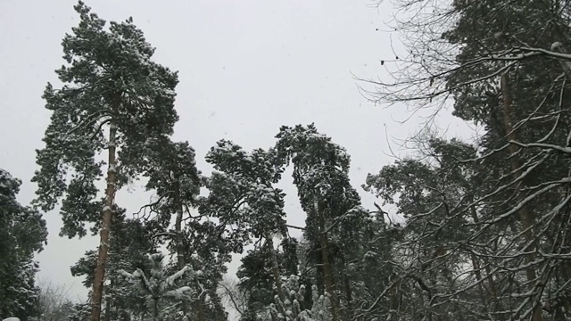 雪松，雪落近视频素材