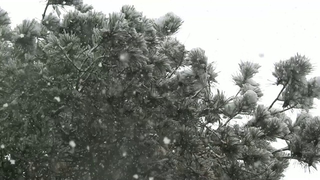 雪松，雪从上面落下来视频素材