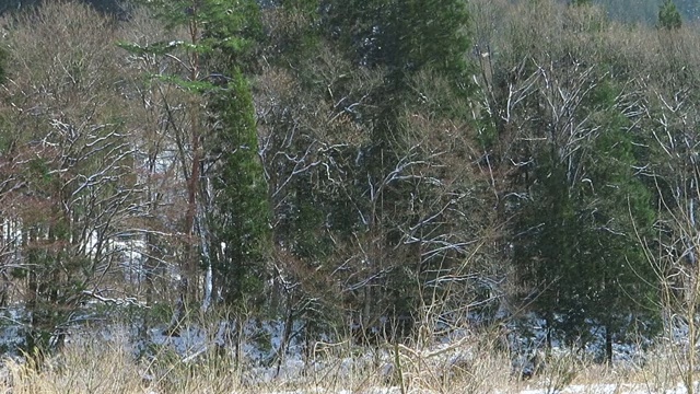 雪花在日本冬天的景观视频素材