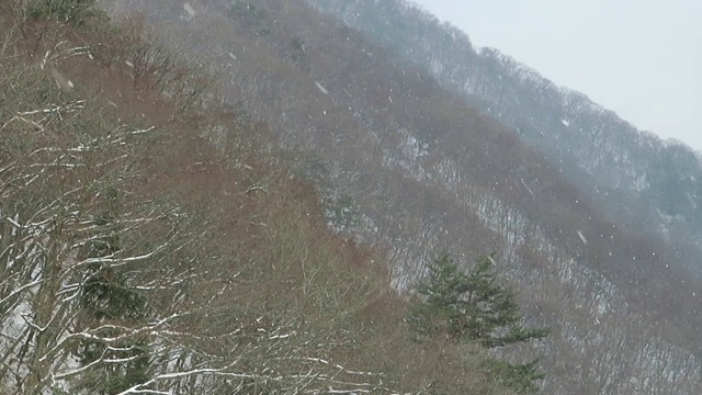 雪花在日本冬天的景观视频素材