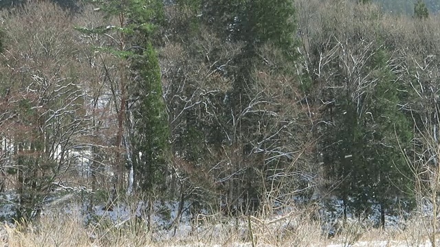 雪花在日本冬天的景观视频素材