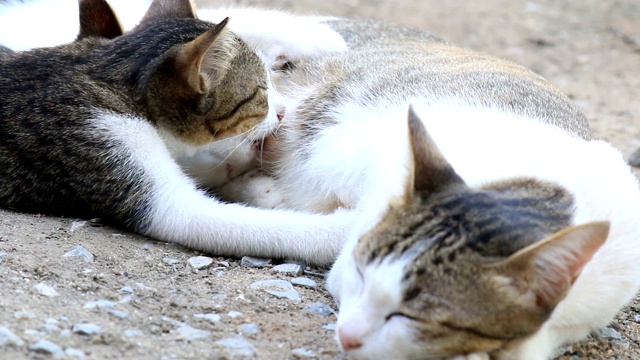 猫妈妈在给她的小猫喂奶视频素材