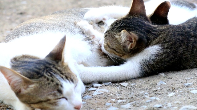 猫妈妈在给她的小猫喂奶视频素材