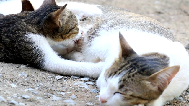 猫妈妈在给她的小猫喂奶视频素材