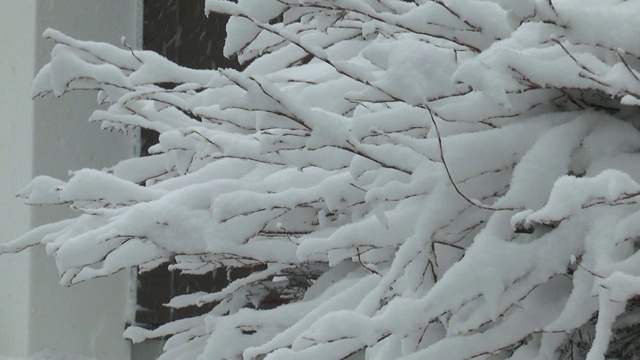 新年的阴谋。雪躺在树枝上视频素材