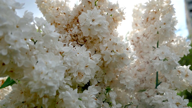 郁郁葱葱的丁香芽与白色的花在太阳光线的背景上视频素材