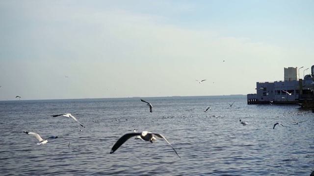 夏天，许多海鸥和鸟儿在海上休息视频素材