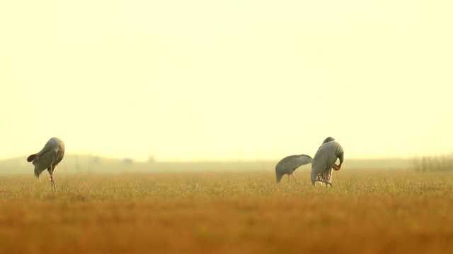 清晨金色的阳光与东方Sarus鹤(Grus antigone)在泰国的自然环境中，真实的野生动物场景视频素材