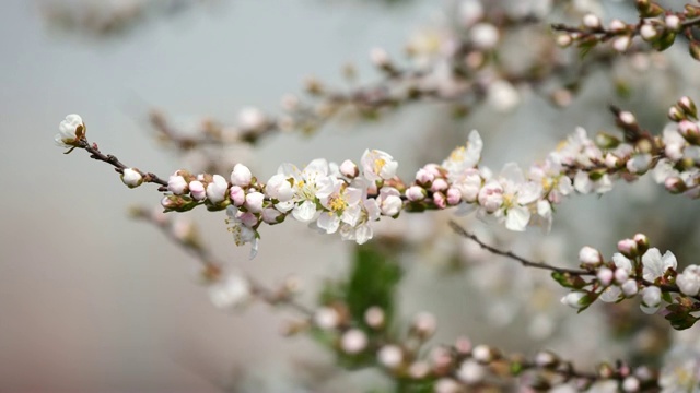 春花系列:日本灌木樱花迎风小簇绽放，近距离观赏，4K电影，慢动作。视频素材