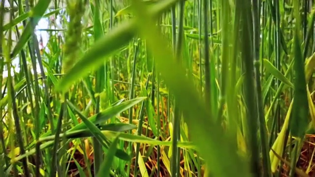 城市花园种植绿色大麦在谷物麦田移动与相机变焦视频素材