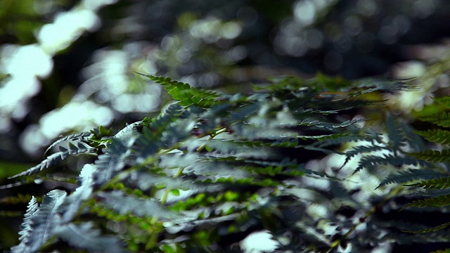 蕨类植物。特写镜头。树林。视频素材